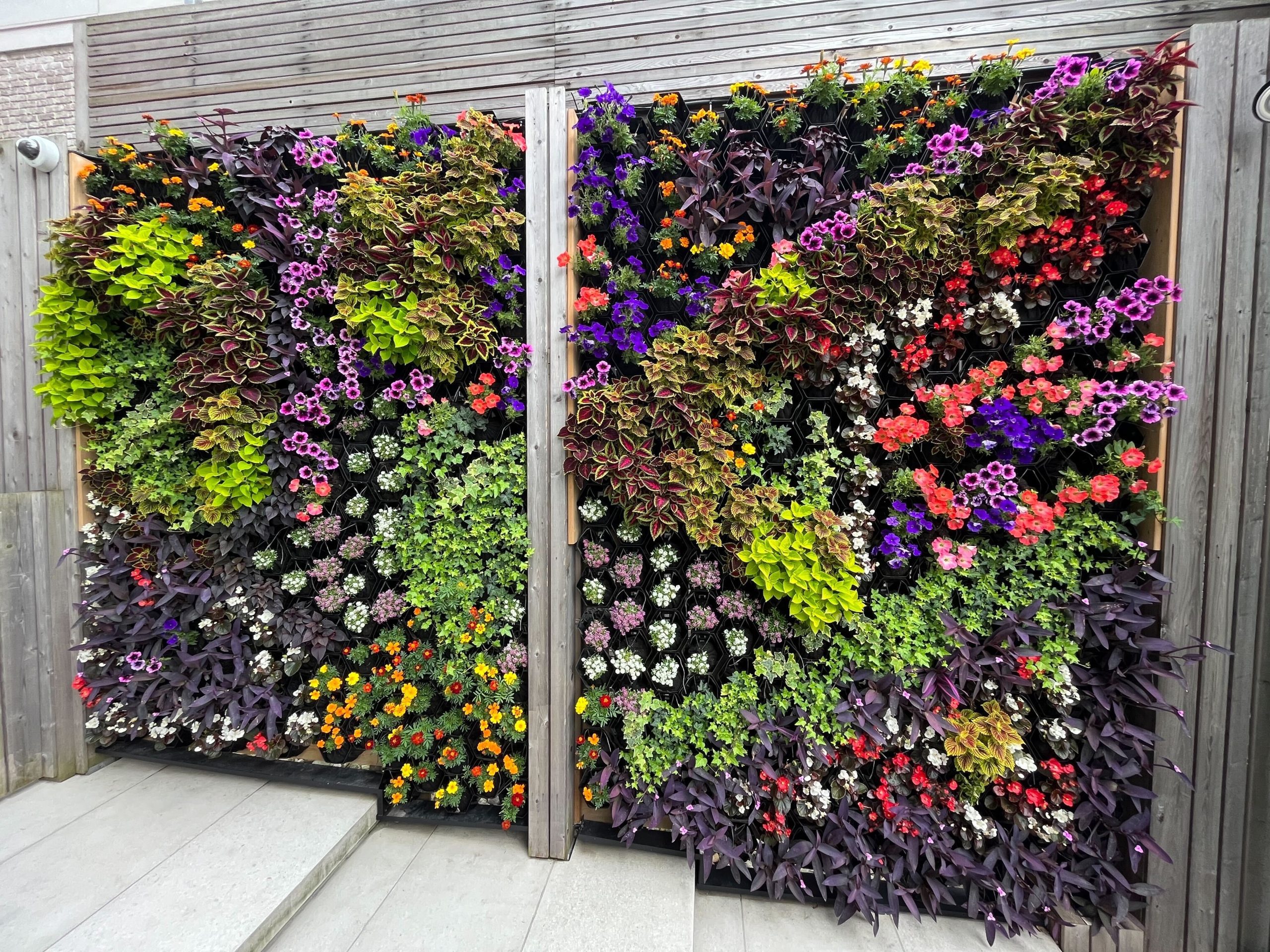 Private residence exterior plant wall